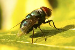 Calliphoridae