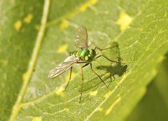 Dolichopodidae