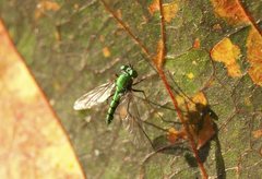 Dolichopodidae