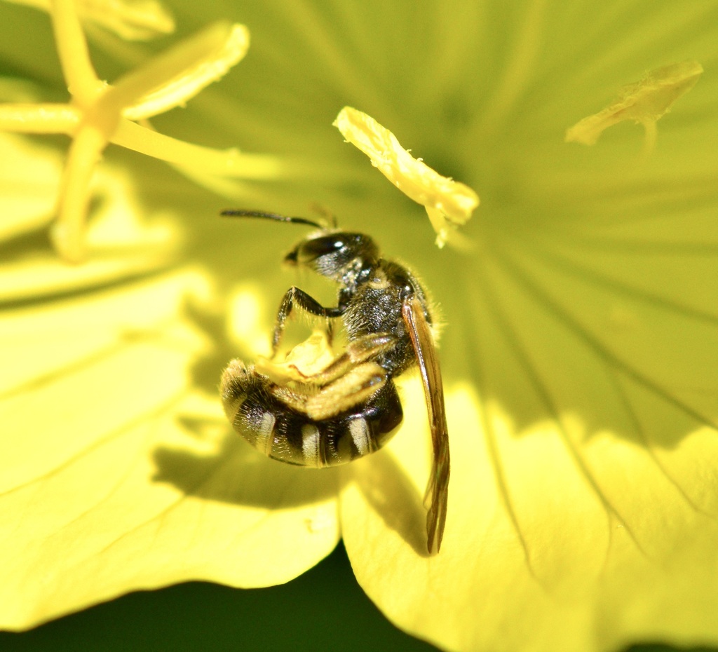 Truncate Sweat Bee