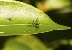 Dolichopodidae