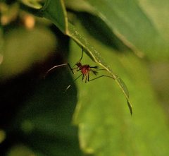 Coquillettidia xanthogaster