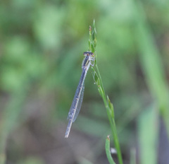 Ischnura hastata