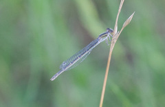 Ischnura hastata
