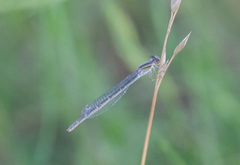 Ischnura hastata