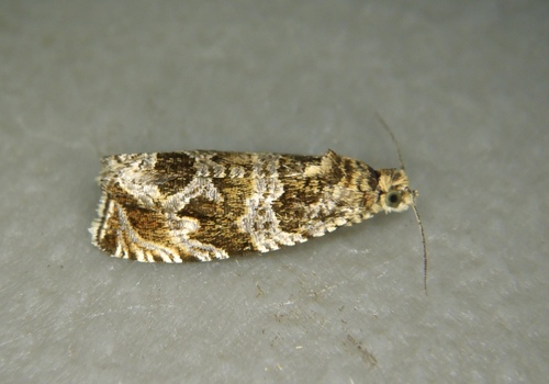 Olethreutes galevora
