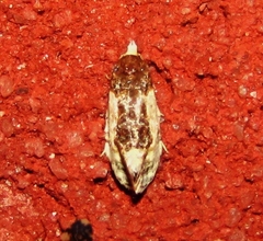 Henricus edwardsiana