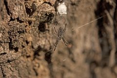 Argiope ocyaloides