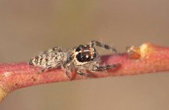 Sandalodes bipenicillatus