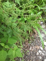 Phacelia bipinnatifida