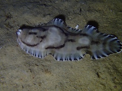 Harrowed Sole photo 2
