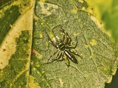 Cosmophasis thalassina