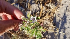 Langloisia setosissima