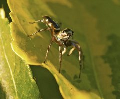 Cosmophasis thalassina