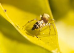 Cosmophasis