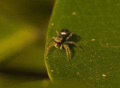Cosmophasis