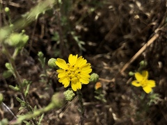 Deinandra paniculata