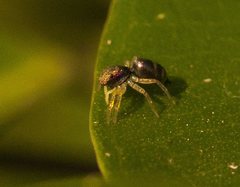 Cosmophasis