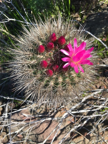 Eriosyce subgibbosa
