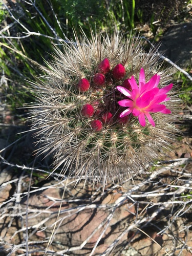 Eriosyce subgibbosa