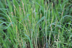 Alopecurus carolinianus