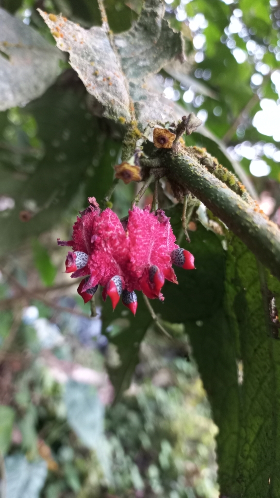 Siparuna mutisii (Siparuna mutisii)