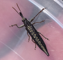 Belidae
