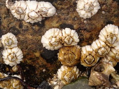 Balanus crenatus