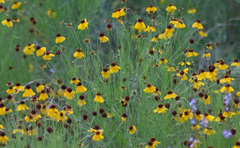 Helenium amarum badium