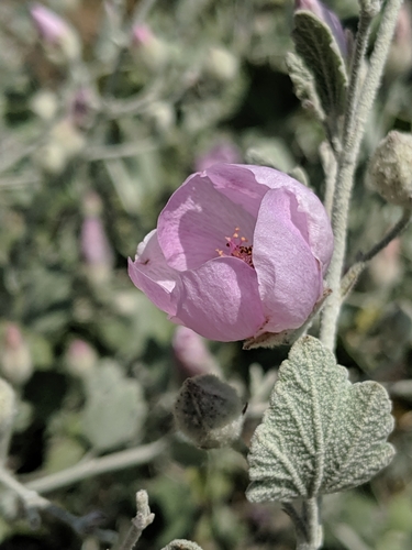 Image of Malacothamnus jonesii by no rights reserved