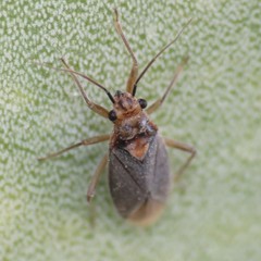 Agaveocoris agavis