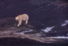 Ursus americanus kermodei