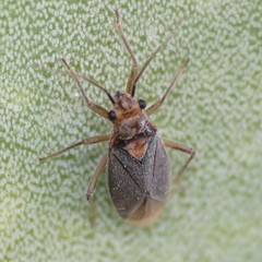 Agaveocoris agavis