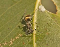 Polyrhachis aurea