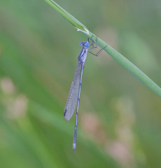 Lestes australis