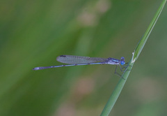 Lestes australis