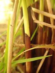 Juncus effusus pacificus