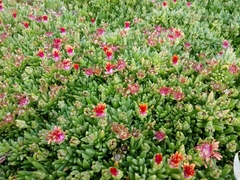 Malephora crocea