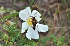 Strangalia virilis