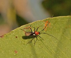 Rayieria basifer