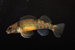 Variegate Darter photo 5