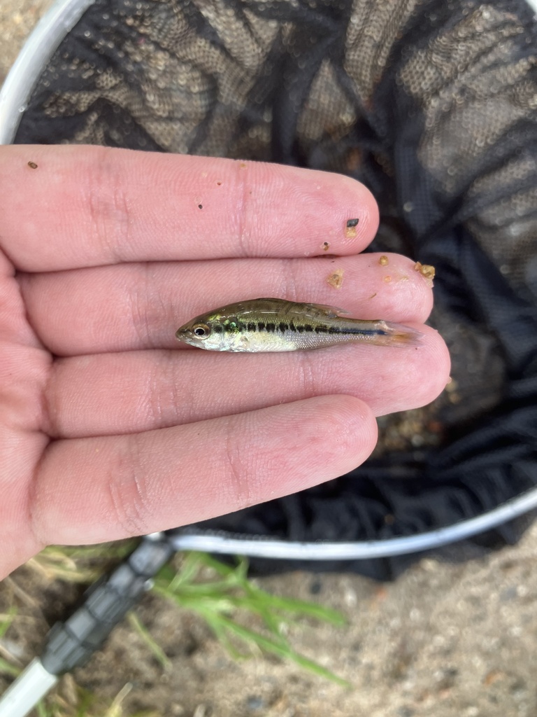 Largemouth Bass from Lake Harriet, Minneapolis, MN, US on July 6, 2024 ...