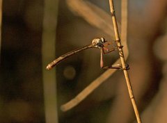 Leptogaster