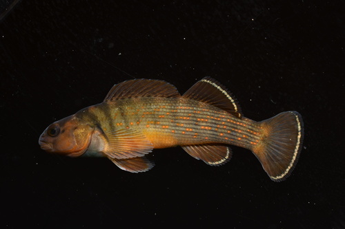 Etheostoma camurum (Cope, 1870)
