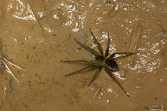 Dolomedes horishanus