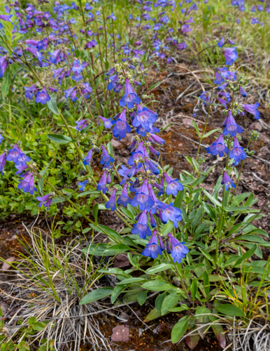 Alberta beardtongue (Penstemon albertinus)