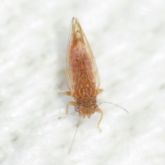 Heteropsylla intermedia