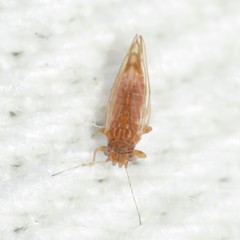 Heteropsylla intermedia