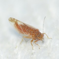 Heteropsylla intermedia