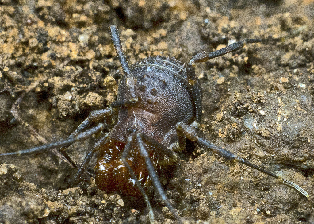 Breviacantha